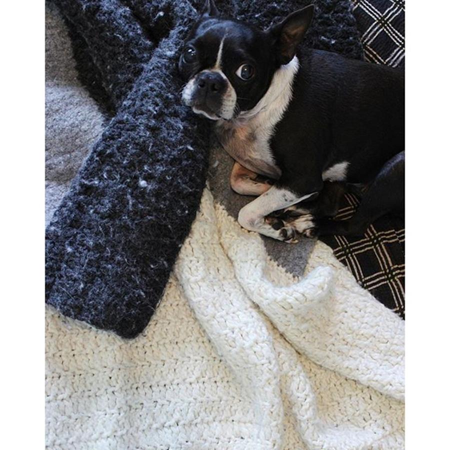 My Favorite Lil Boston Terrier || How Photograph by Andrea Osstifin