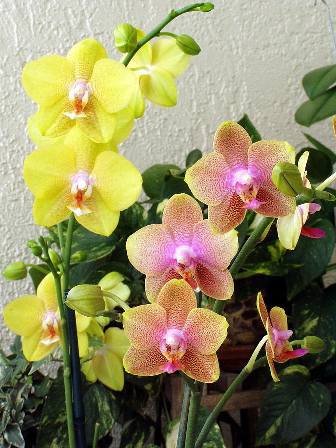 My Favorite Orchids Photograph by Suzanne Krueger