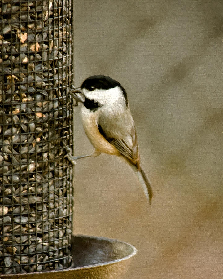 Chickadee Photograph - My Favorite Perch by Lana Trussell