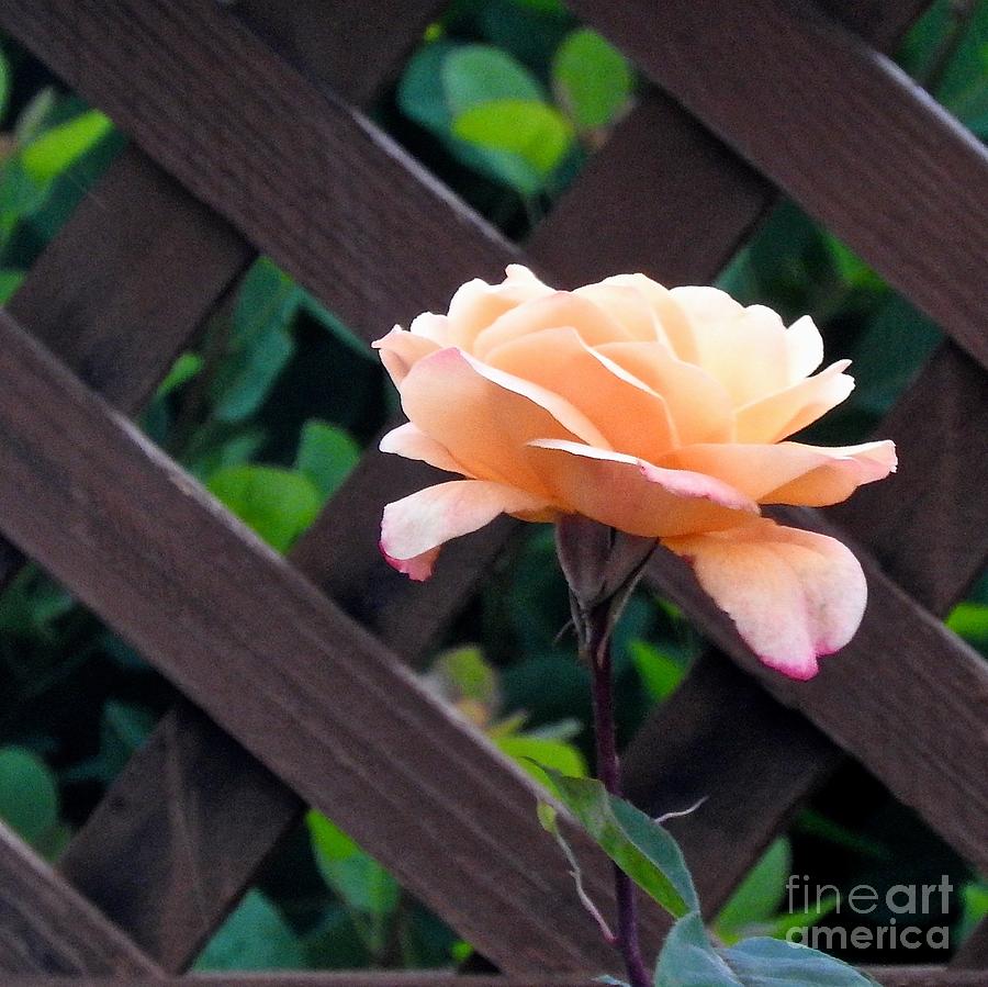 My Favorite Rose Photograph by Phyllis Kaltenbach