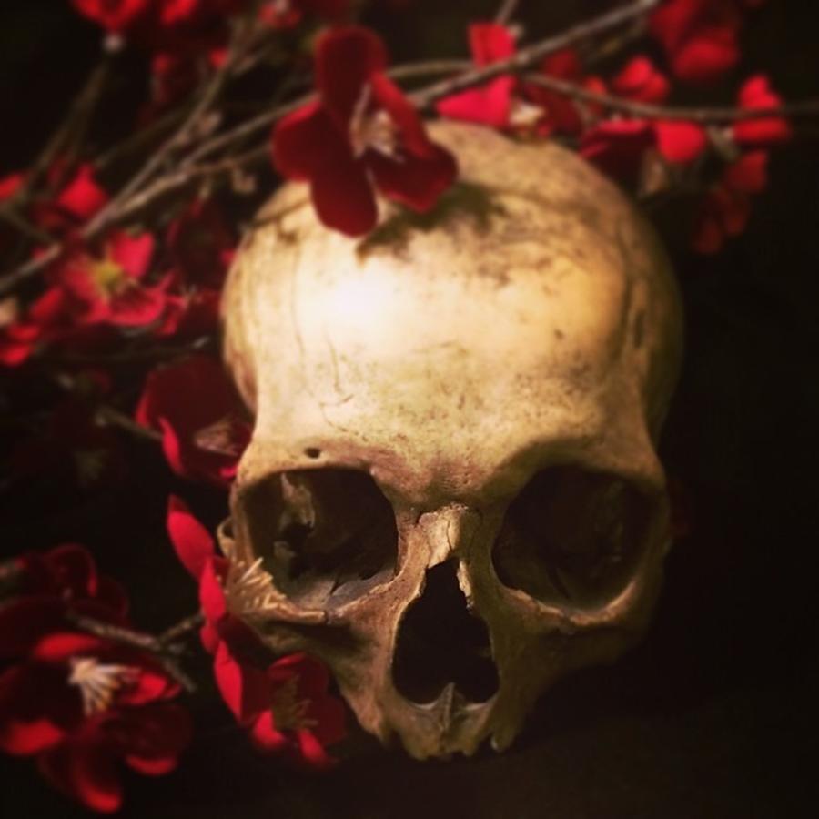 Flower Photograph - My Favorite Skull... #skull #skulls by A Teensy Space In Hell
