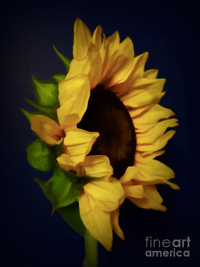 My Favorite Sunflower . A Portrait Photograph by Renee Trenholm