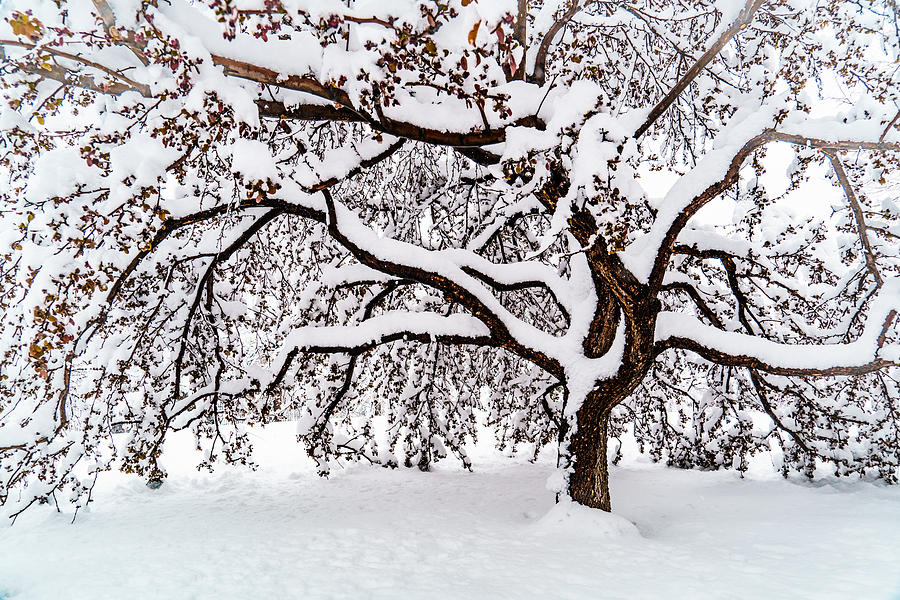 My Favorite Tree in the Snow Photograph by Janis Knight