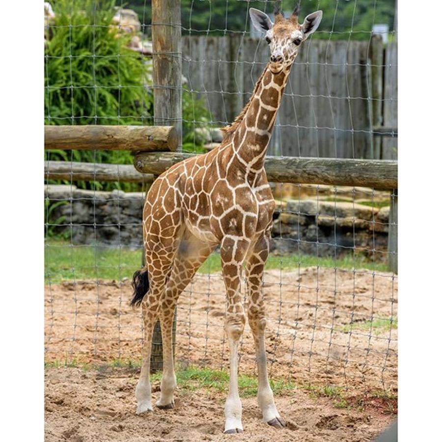 Giraffe Photograph - #my #favorite #zoo #animal #giraffe by Raw Image Photo