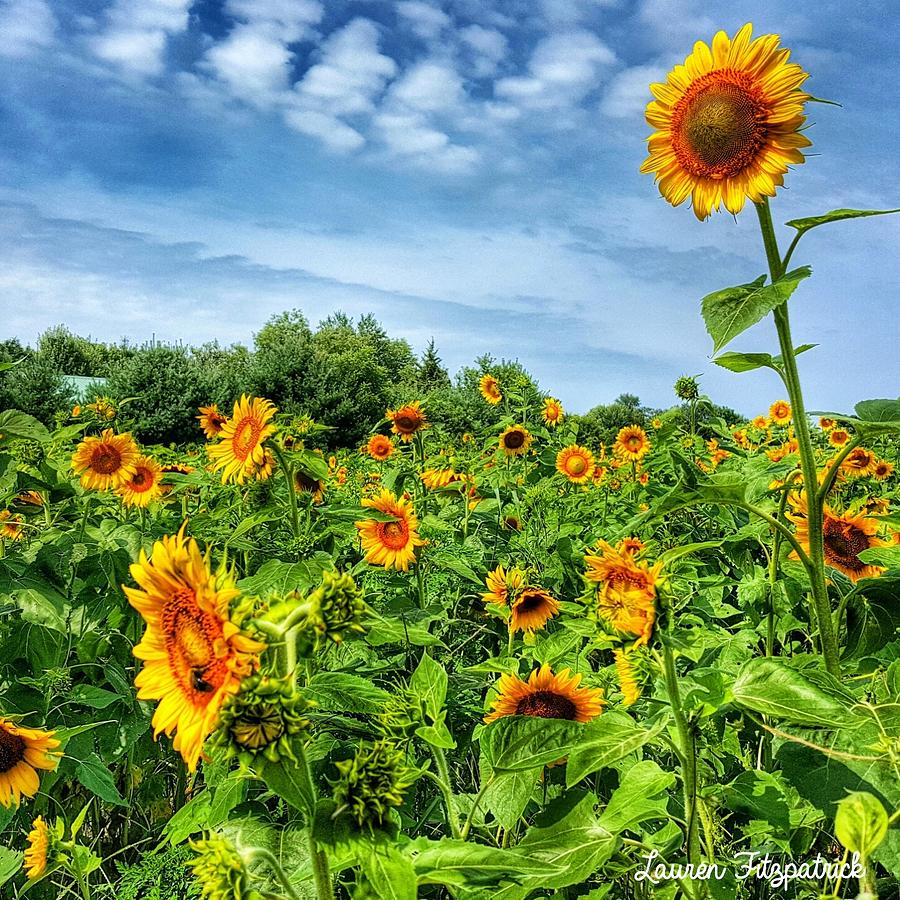 Sunflower Photograph - My Field of Dreams by Lauren Fitzpatrick