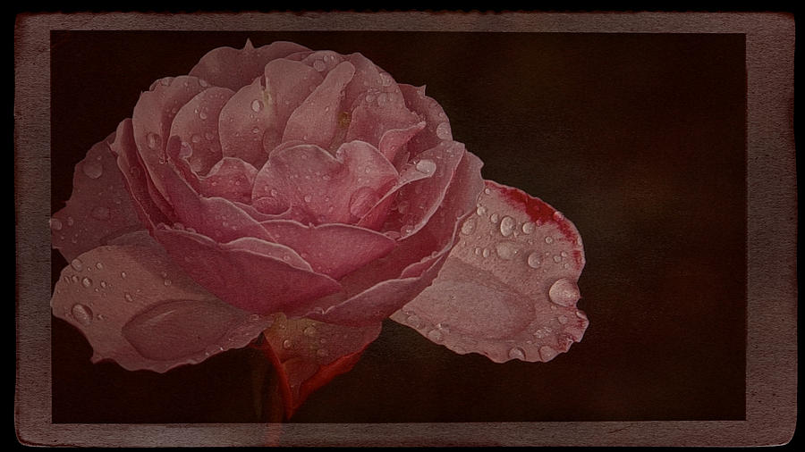 My First 2016 Vintage  Rose Photograph by Richard Cummings