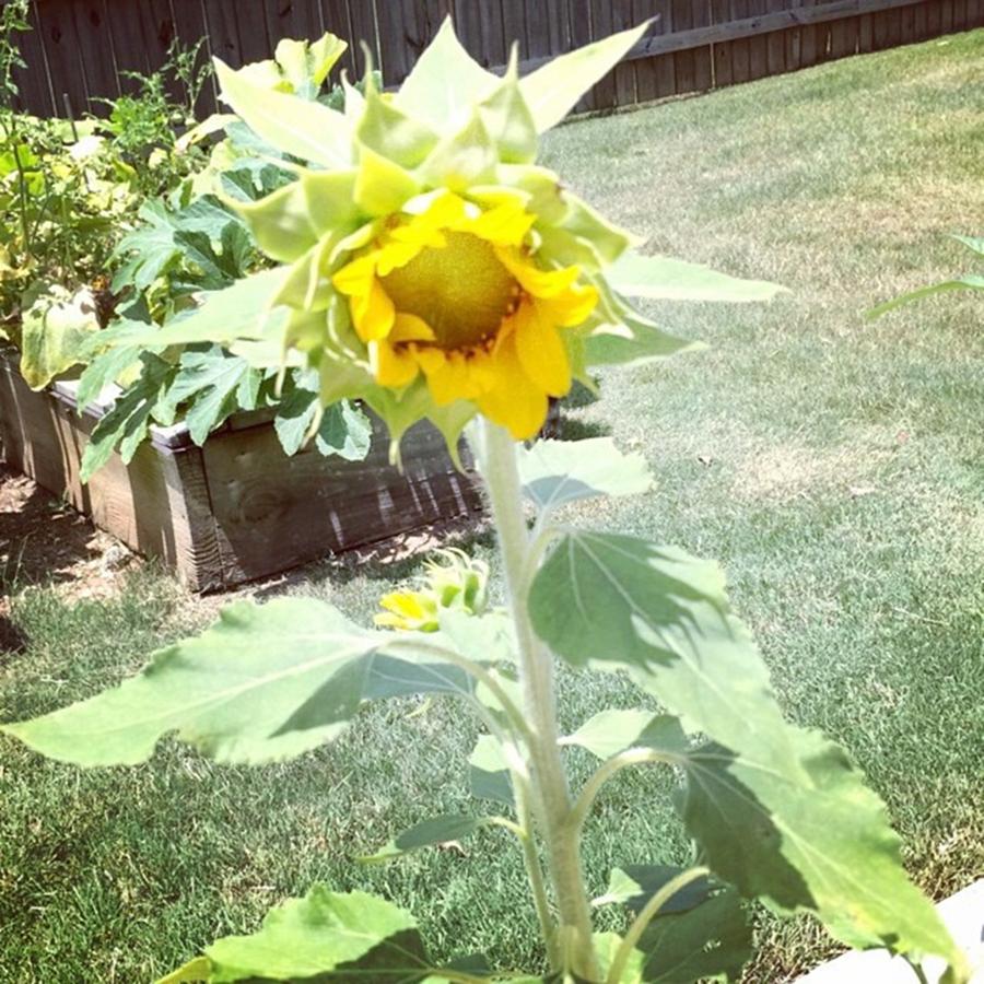 🌻my First Home Grown Sunflower!!! Photograph by Ashley Kate
