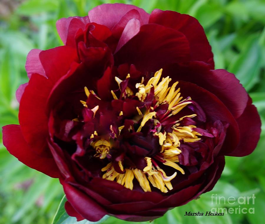 My First Peony This Spring Photograph by Marsha Heiken