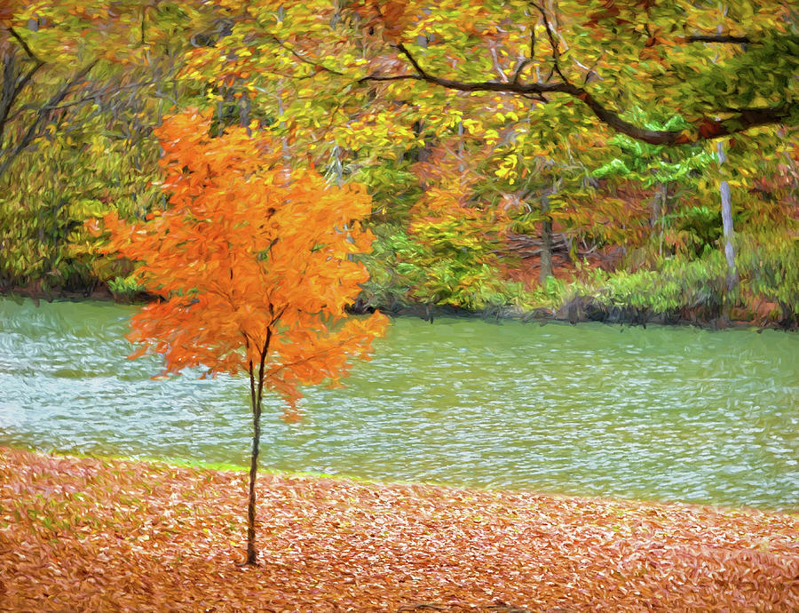 My First Real Color This Fall Tree Photograph by Sandi OReilly