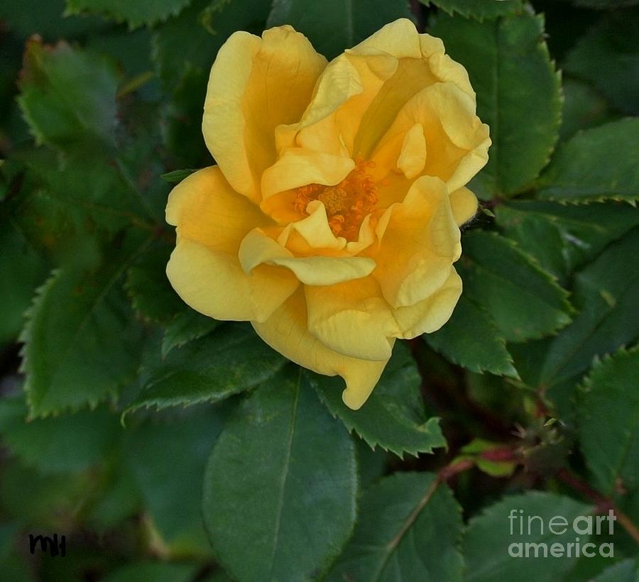 My First Yellow Rose Photograph by Marsha Heiken