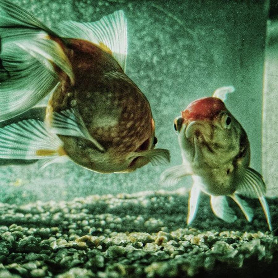 Fish Photograph - My Fish
#fish #aquarium #pets #animals by Rafa Rivas