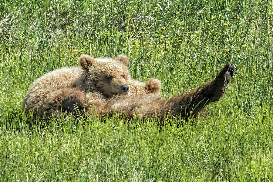 My Foots So Pretty, Oh So Pretty - Bear Cubs, No. 2 Photograph by Belinda Greb