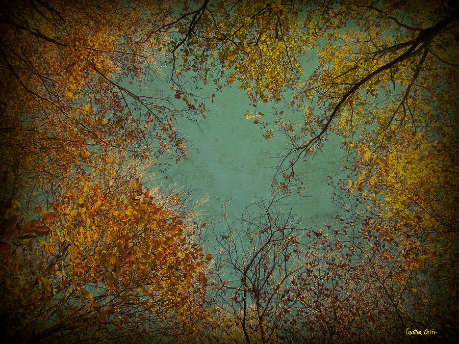 Tree Photograph - My Forest I by Cristina Ortiz