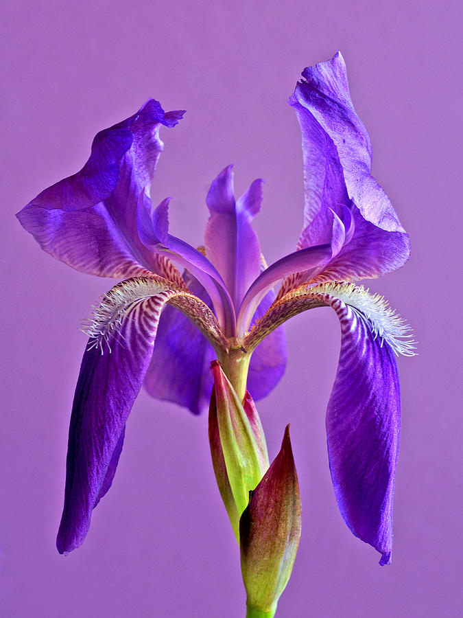 Iris Photograph - My Friend Iris by Bill Morgenstern