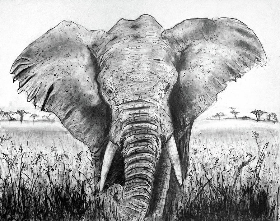 Graphite Pencil Drawing - My Friend The Elephant II by Jose A Gonzalez Jr