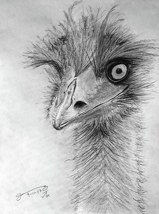 Graphite Pencil Drawing - My Friend The Emu II by Jose A Gonzalez Jr