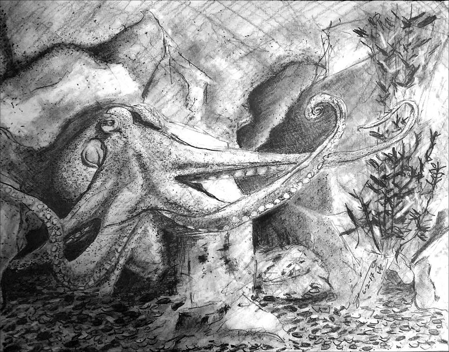 My Friend The Giant Pacific Octopus Drawing by Jose A Gonzalez Jr