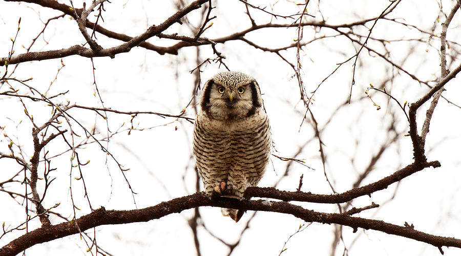 My Friend the Hawk Owl Photograph by Pekka Sammallahti