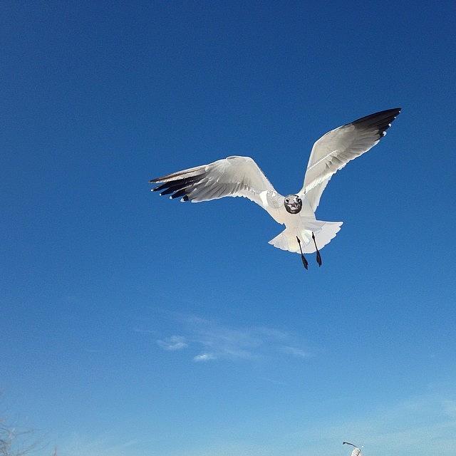 My Friend The Seagull. #nofilter Photograph by Olivia Evans