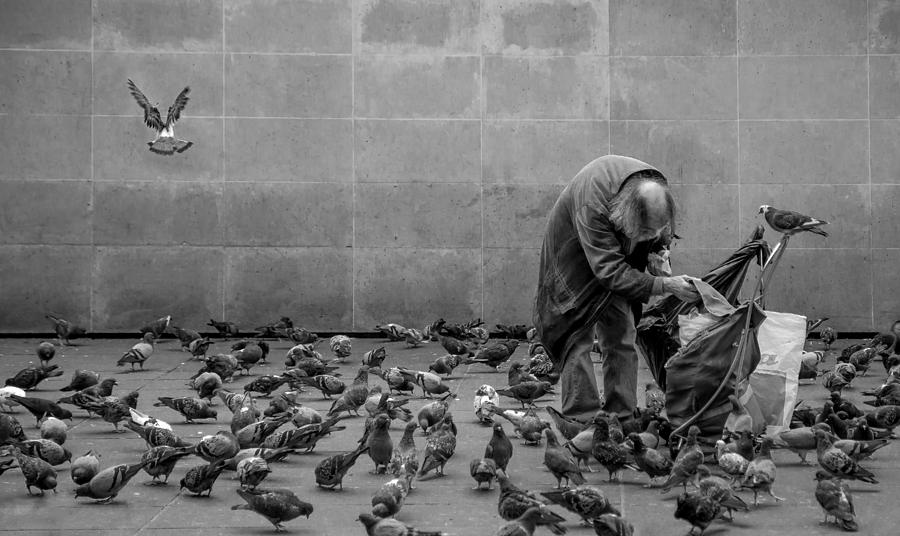 Dove Photograph - My Friends... by Gilbert Claes