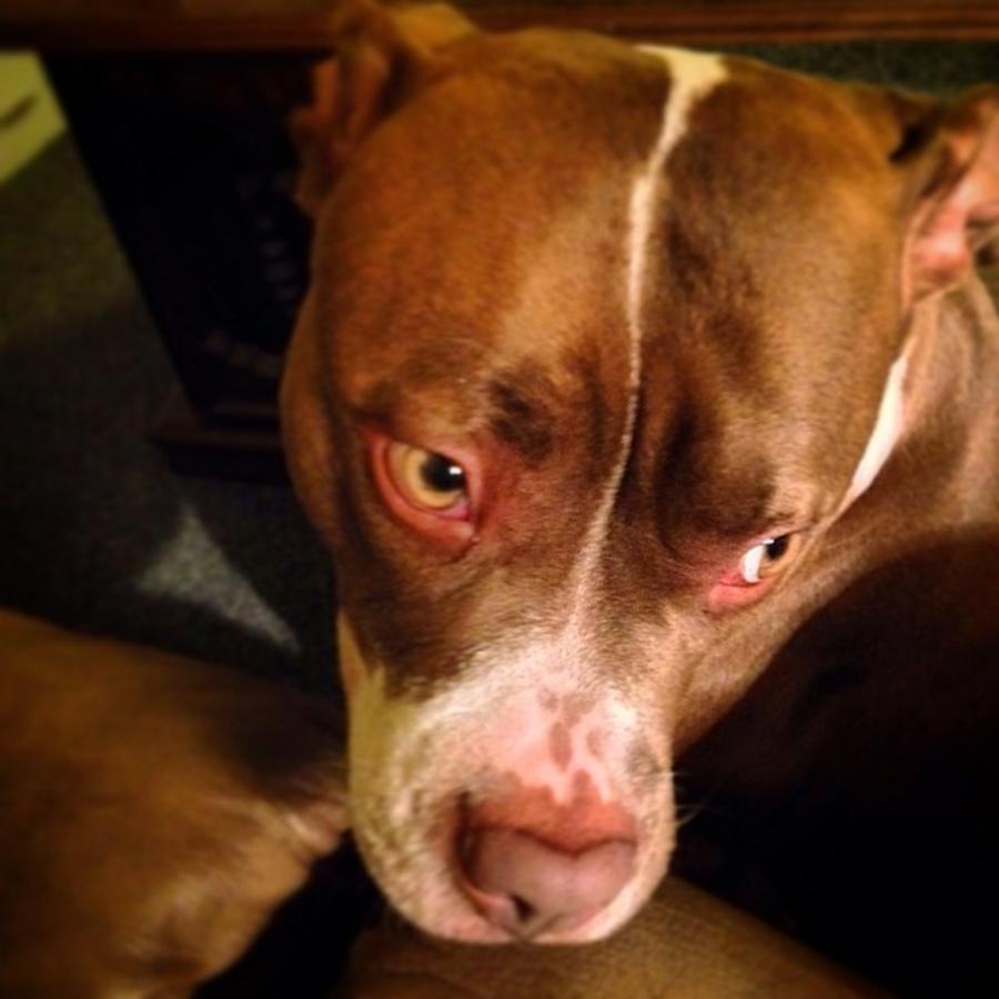 My Friends Pitbull, A Female Named Photograph by Lisa Pearlman