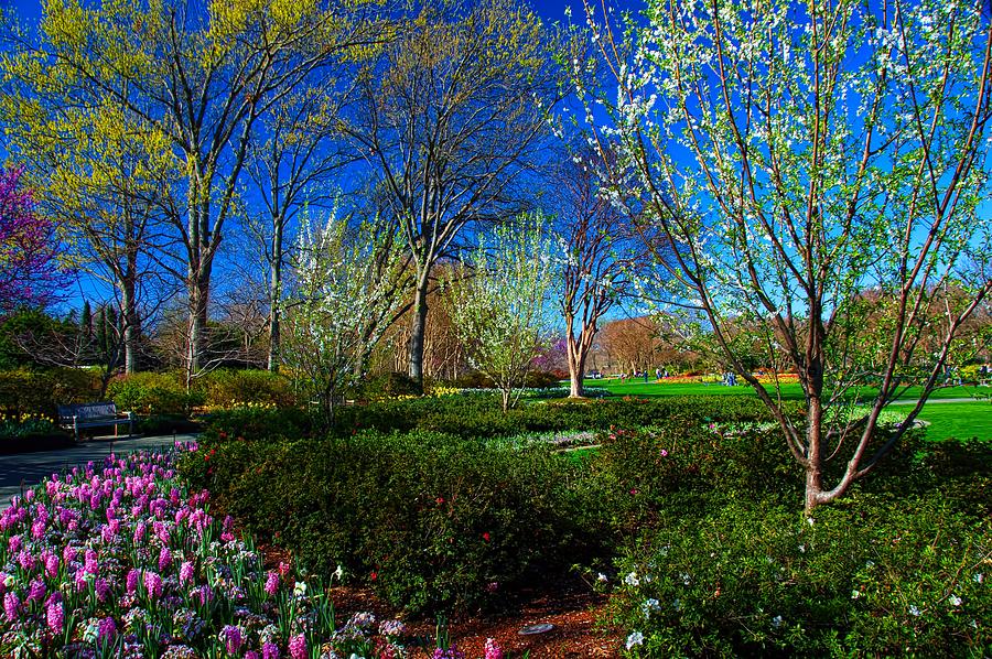 My Garden In Spring Photograph by Diana Mary Sharpton