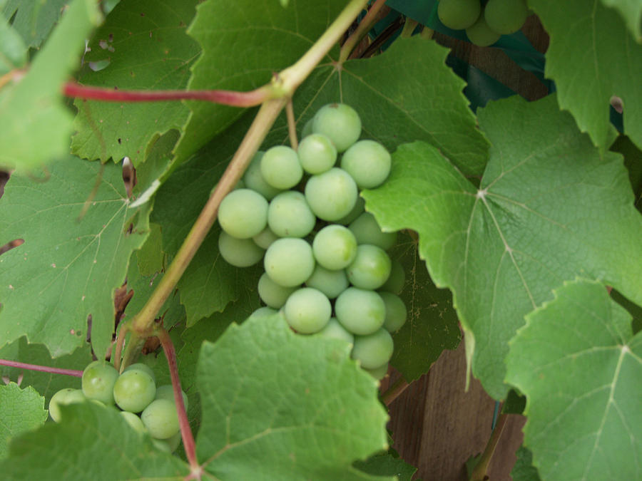 My Green Grapes Photograph by Carol Sweetwood