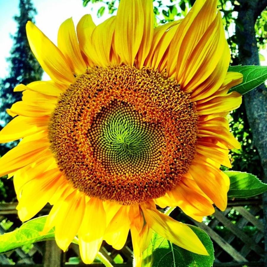 My Growing Sunflower Photograph by Nicole Brown-Martin