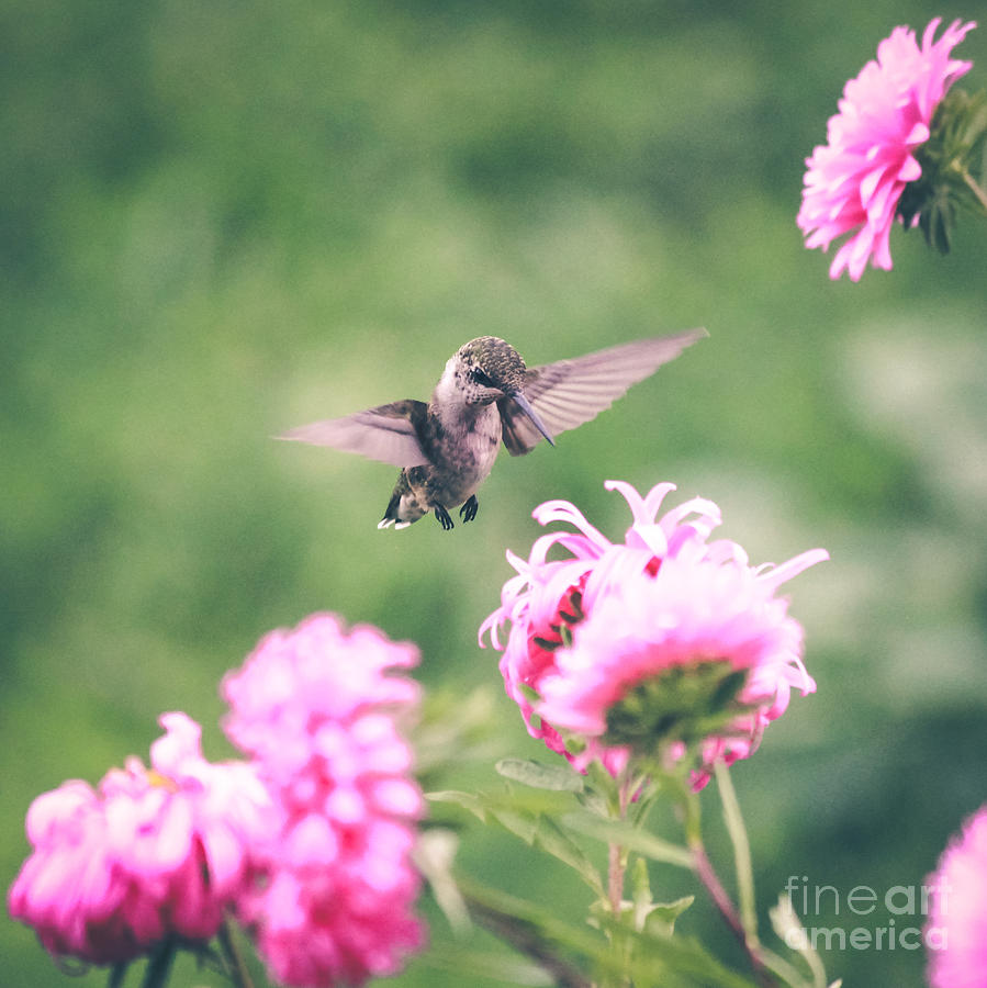 My Hummingbird Photograph by Viviana Nadowski