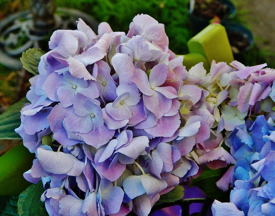 Flowers Still Life Photograph - My Hydrangea by VLee Watson