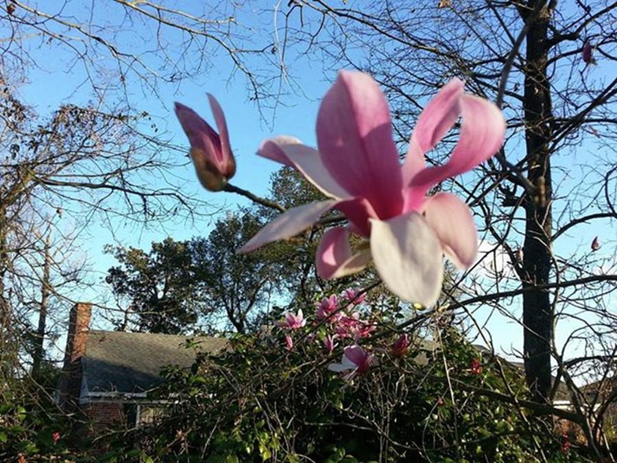Nature Photograph - My Japanese Magnolia Trees  Flowers by Cheray Dillon