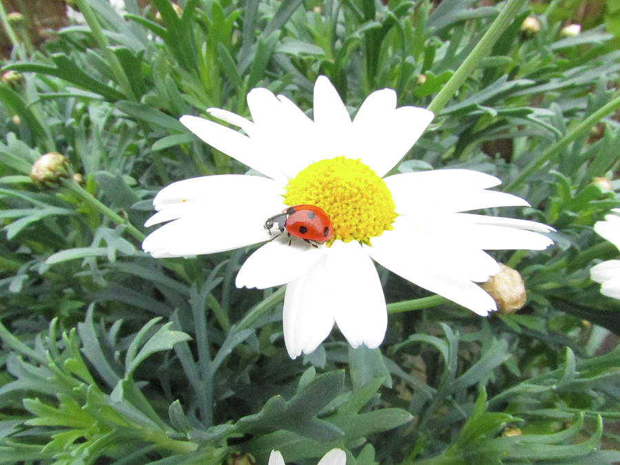 Daisy Photograph - my Ladybug by Cesar Vieira
