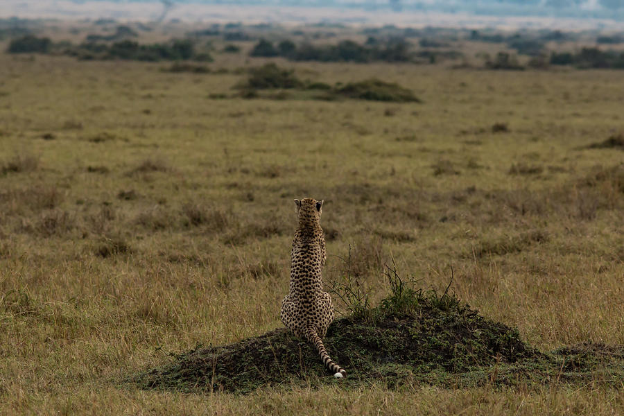 My Land , My World , My Africa Photograph by Ramabhadran Thirupattur