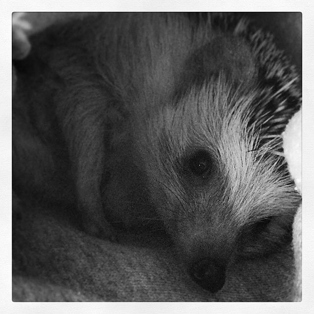 Hedgehog Photograph - My Little 👼 #hedgehog #slimstagram by Emily Botelho