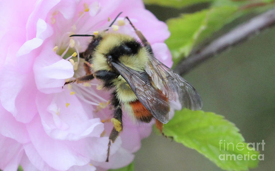 My Little Bee in the Plum Photograph by Donna L Munro