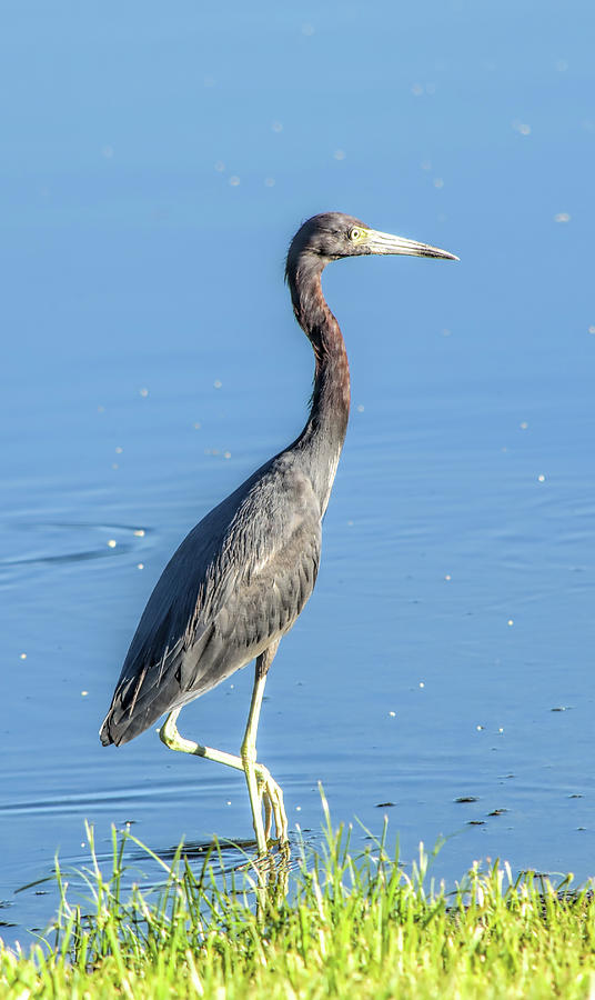 Erect Walking Tricolored Photograph by William Tasker - Fine Art America