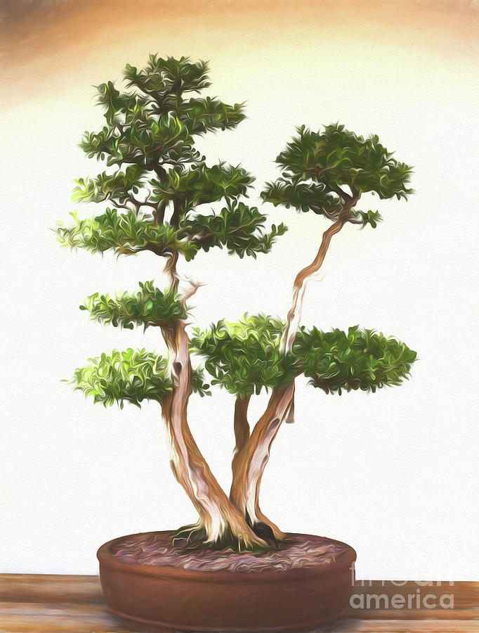 little bonsai tree