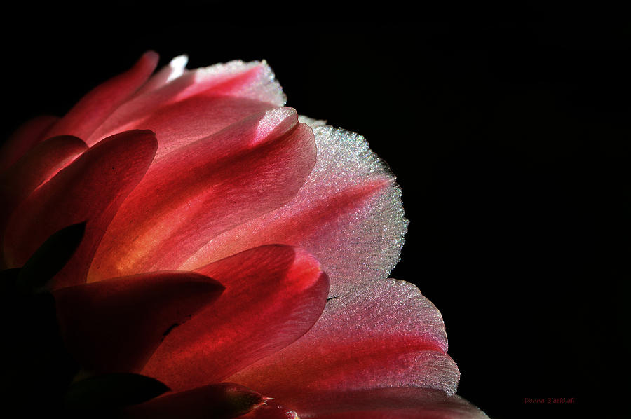 Flowers Still Life Photograph - My Little Cactus Flower by Donna Blackhall