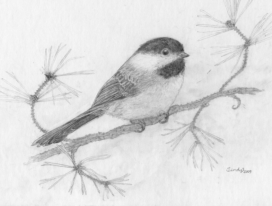 My Little Chickadee Drawing by Cynthia Lanka