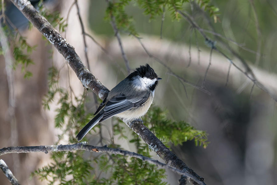 My Little Chickadee II Photograph by Ron Dubreuil
