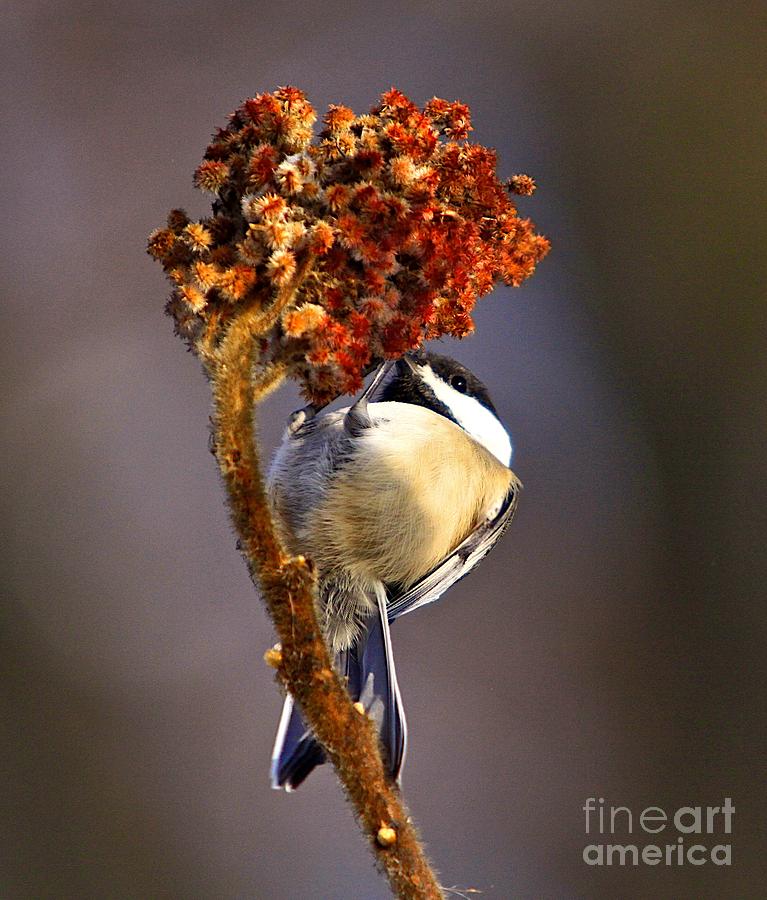 Nature Photograph - My little chickadee by Robert Pearson