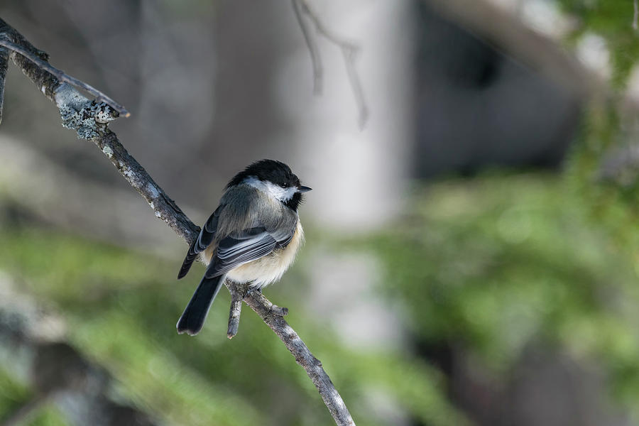 My Little Chickadee Photograph by Ron Dubreuil