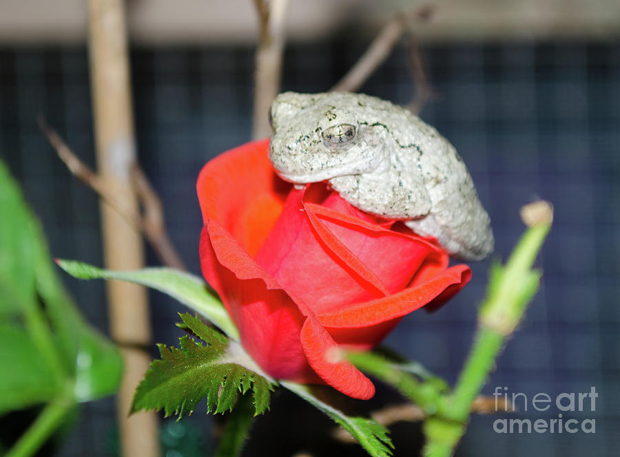 The Frog And Rose The Last Rose Of Summer Photograph by Donna Brown