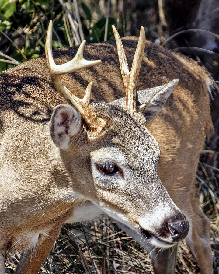 My Little Keys Deer Photograph by Bob Slitzan