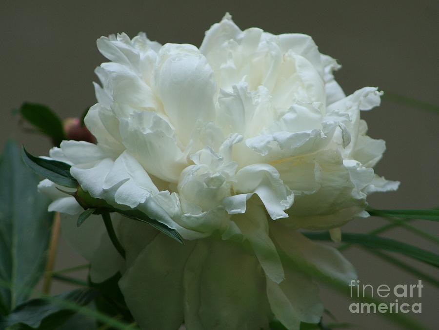 My Little Peony Photograph by Barbara S Nickerson