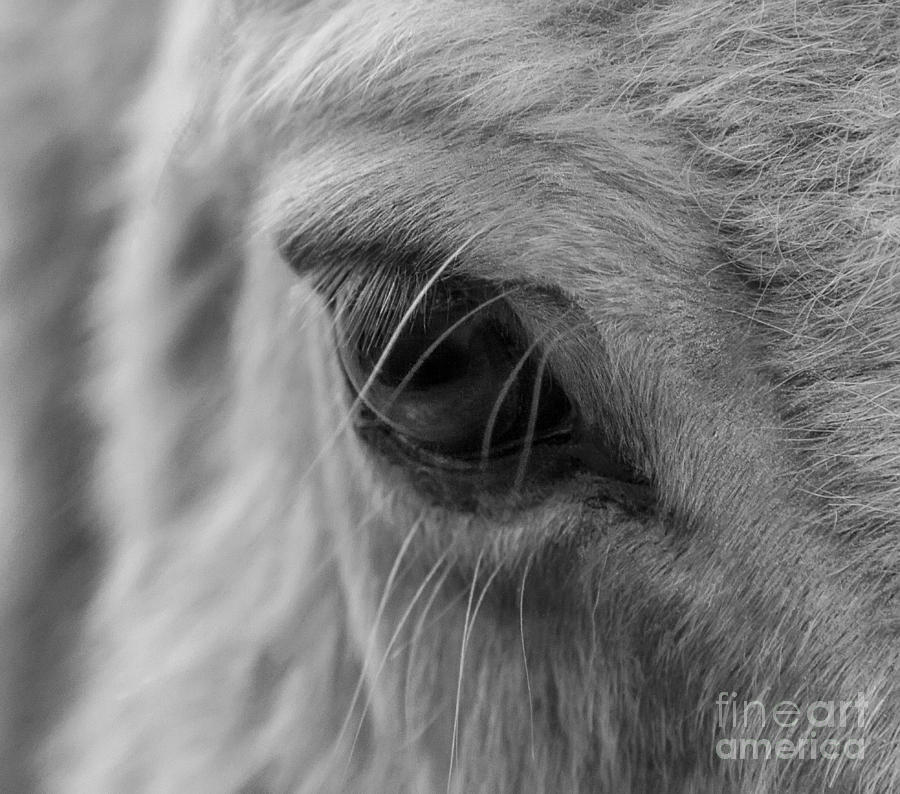 My Little Pony Photograph by Sandra Cockayne ADPS