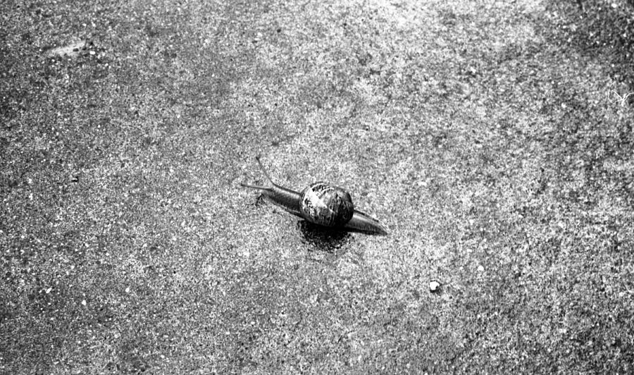 My little snail friend Photograph by Teri Schuster