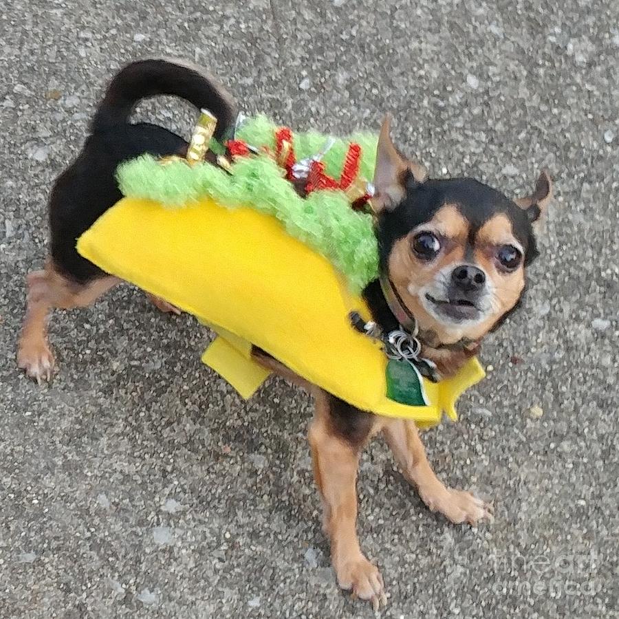 My Little Taco Photograph By Leslie Gatson-mudd 