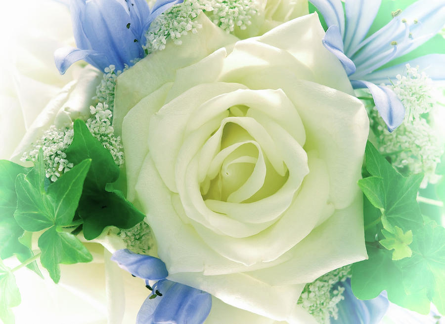 White Rose Digital Art - My Love For You Will Last Forever by Georgiana Romanovna