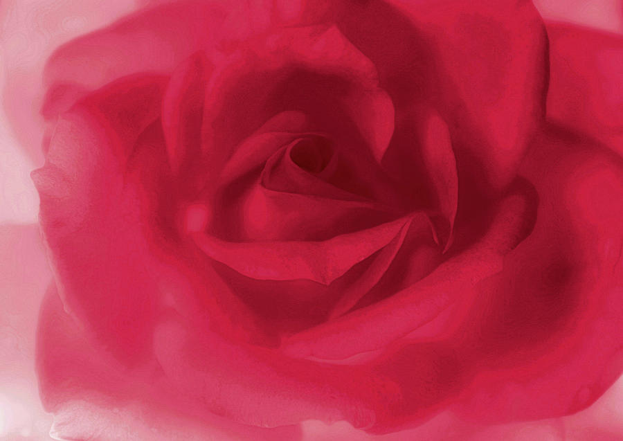 My Love Rose Photograph by The Art Of Marilyn Ridoutt-Greene